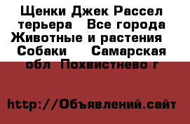 Щенки Джек Рассел терьера - Все города Животные и растения » Собаки   . Самарская обл.,Похвистнево г.